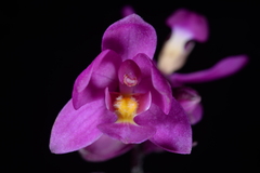 Spathoglottis unguiculata