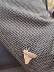 Conistra erythrocephala