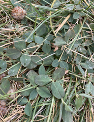 Trifolium repens