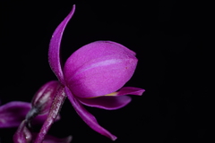 Spathoglottis unguiculata