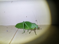 Steirodon