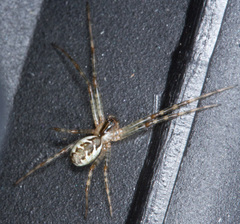 Pityohyphantes phrygianus