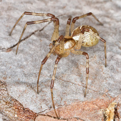 Pityohyphantes phrygianus