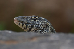 Varanus niloticus