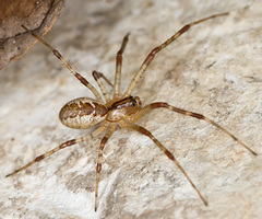 Pityohyphantes phrygianus