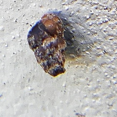 Columella simplex