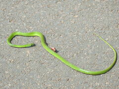 Philothamnus hoplogaster