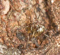 Pityohyphantes phrygianus