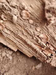 Xylobolus frustulatus