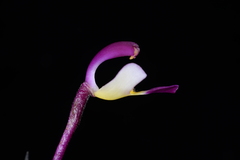Spathoglottis unguiculata