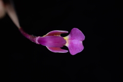 Spathoglottis unguiculata