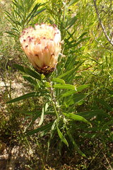 Protea neriifolia