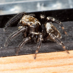 Pseudeuophrys erratica