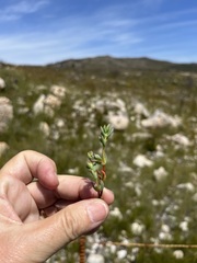 Mesembryanthemoideae