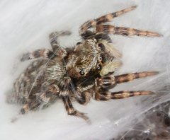 Pseudeuophrys erratica