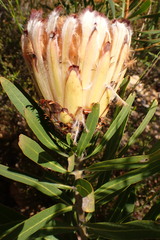 Protea neriifolia