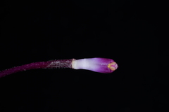 Spathoglottis unguiculata