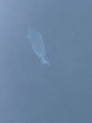 Acanthurus coeruleus