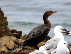 Microcarbo coronatus