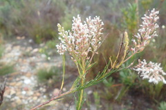 Spatalla racemosa
