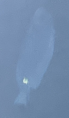 Acanthurus coeruleus