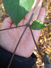 Viburnum setigerum