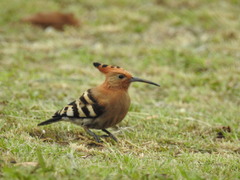 Upupa epops africana
