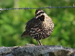 Colinus nigrogularis