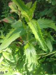 Nepeta sibirica