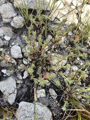 Mesembryanthemoideae