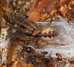 Segestria senoculata