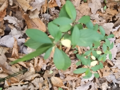 Ligustrum vulgare
