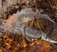 Segestria senoculata