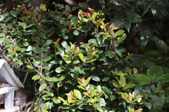 Eugenia neomyrtifolia