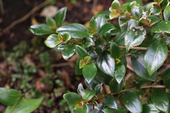 Nematanthus wettsteinii