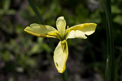 Moraea spathulata