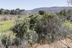 Gymnosporia buxifolia