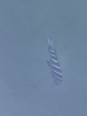 Archosargus probatocephalus