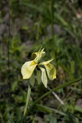 Moraea spathulata
