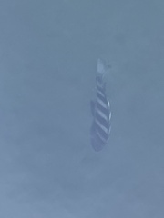 Archosargus probatocephalus