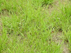 Panicum repens