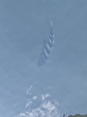 Archosargus probatocephalus