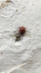 Subcoccinella vigintiquatuorpunctata