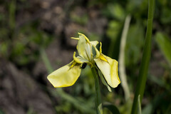 Moraea spathulata