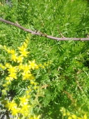 Sedum mexicanum