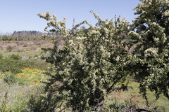 Gymnosporia buxifolia