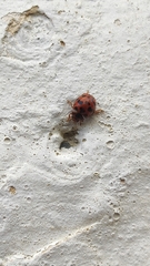 Subcoccinella vigintiquatuorpunctata