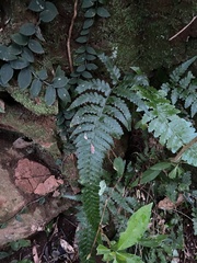 Microlepia obtusiloba