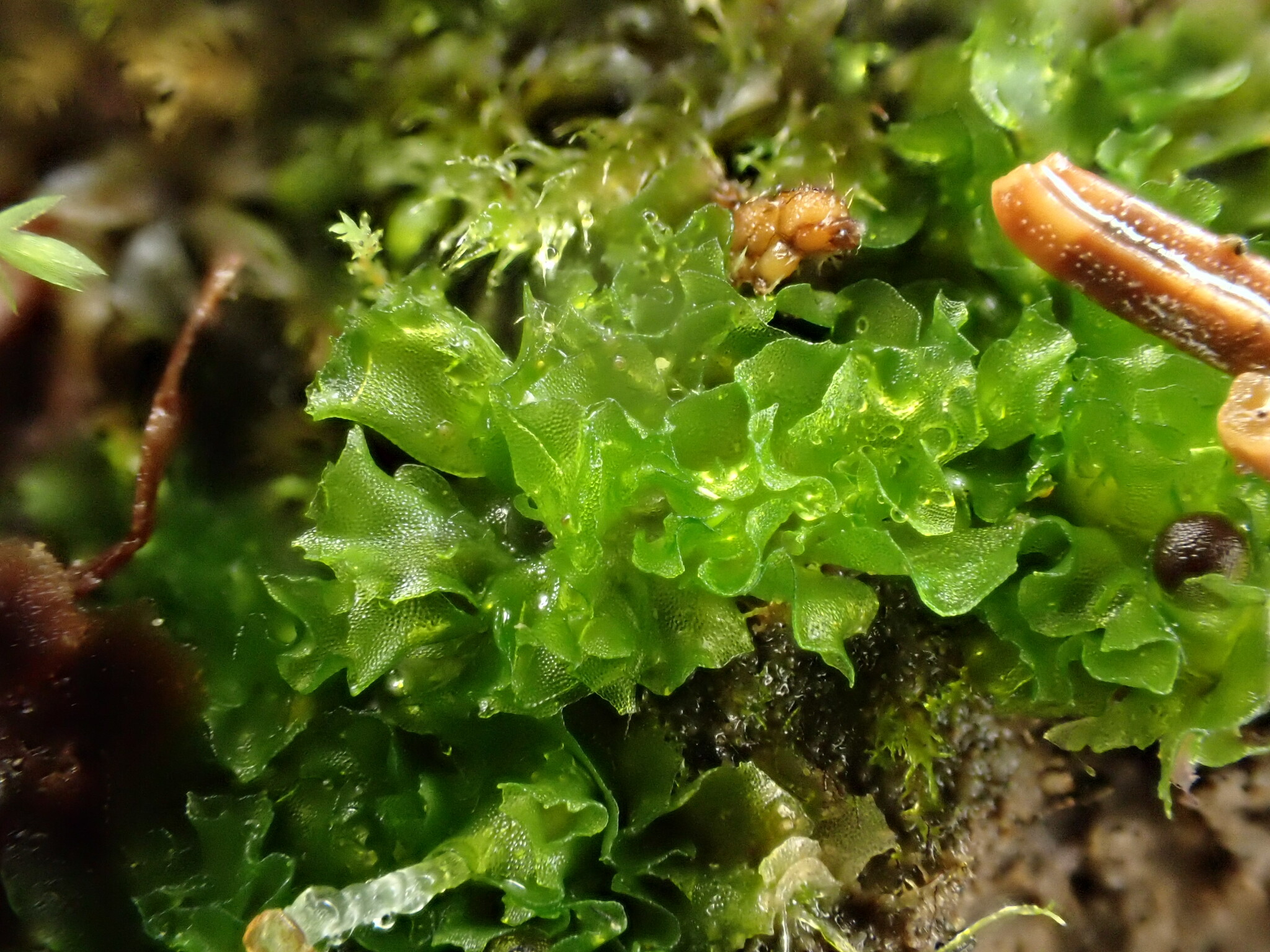 Fossombronia pusilla