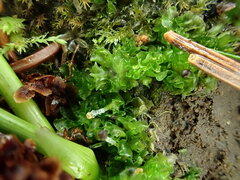 Fossombronia pusilla